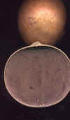 gourd bowl.JPG (16721 bytes)