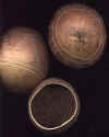 gourd storage_24.JPG (24645 bytes)